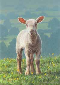 lamb